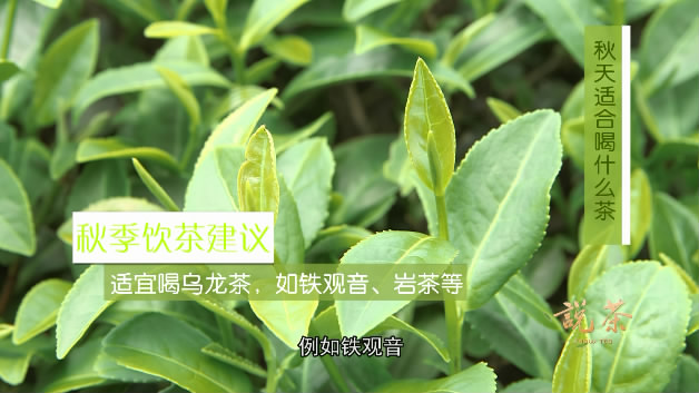 秋天适合喝什么茶-菊花茶功效