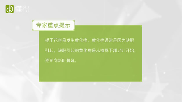 栀子花的养殖方法和注意事项-腐熟有机肥可解决栀子叶色泽不正问题