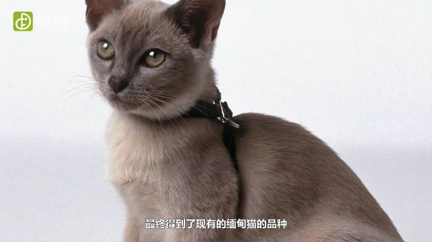 什么是缅甸猫-是缅甸的猫和英短杂交得到的品种