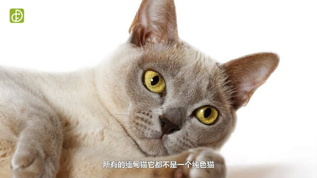 什么是缅甸猫-在中国非常稀少