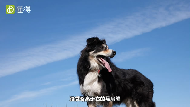 什么是边境牧羊犬-牧羊犬注意力集中的表现