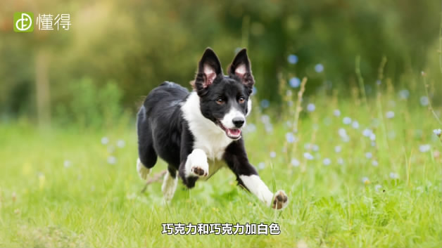 什么是边境牧羊犬-常见的牧羊犬毛色