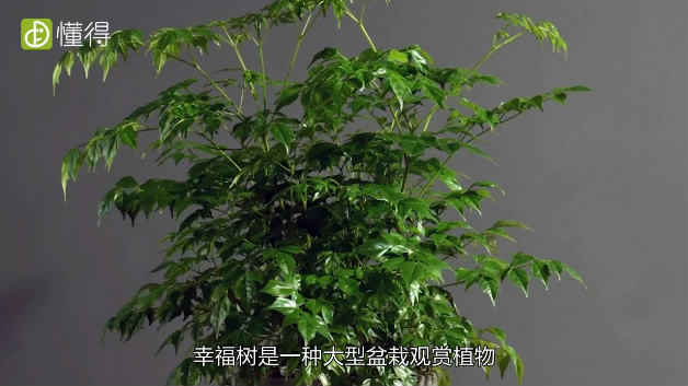 幸福树的养殖方法-是大型盆栽观赏植物