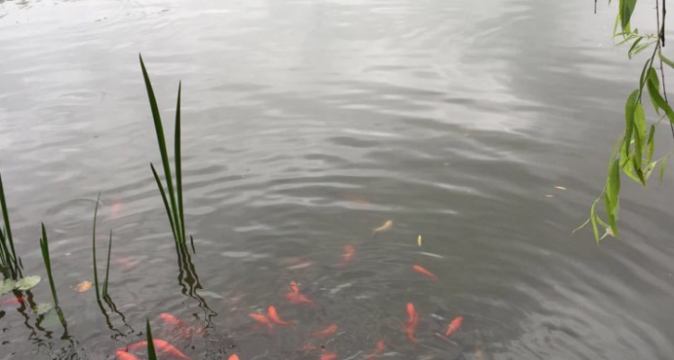 苏州梅雨季节