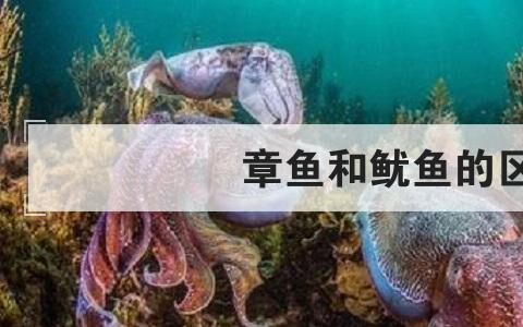 章鱼和鱿鱼的区别