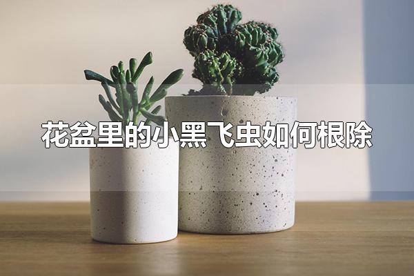 花盆里的小黑飞虫如何根除 花盆里为什么会有小黑飞虫