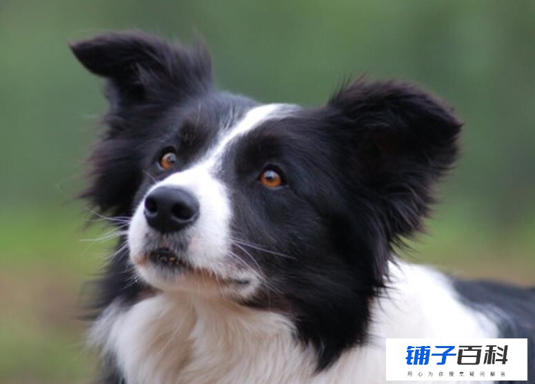 边牧犬如何训练