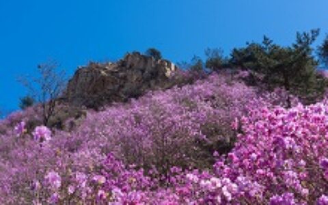 榆林市春季赏花去哪里，推荐一下榆林春季赏花景点