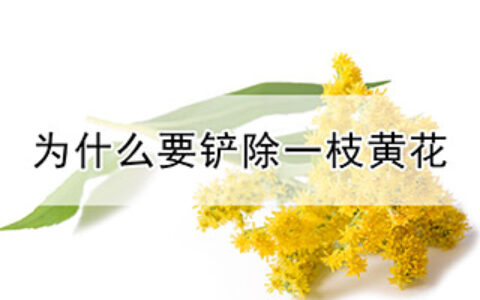 为什么要铲除一枝黄花（一枝黄花有什么危害）