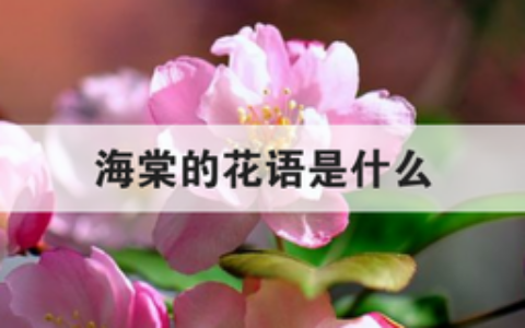 海棠的花语是什么