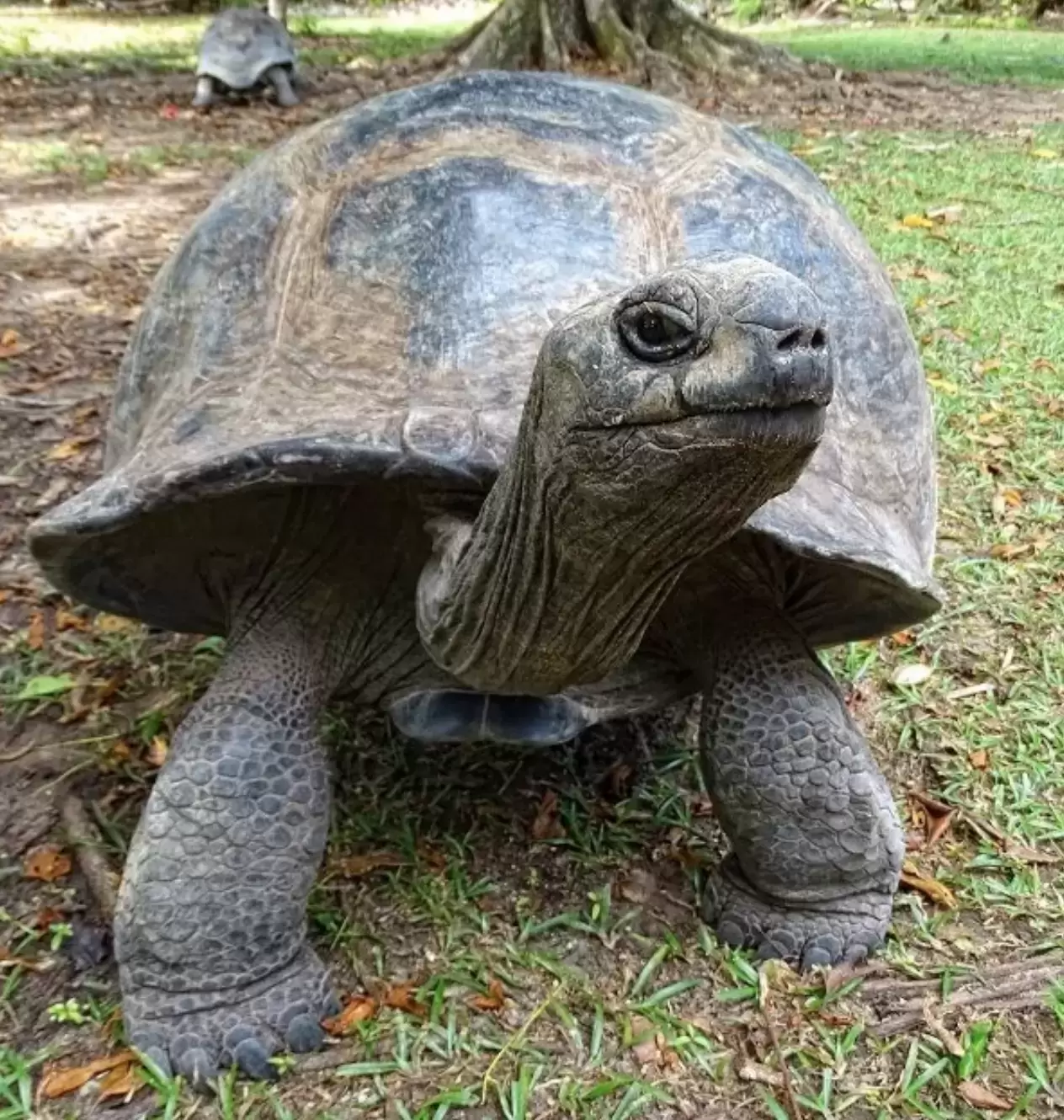 那些地球上最长寿的生物