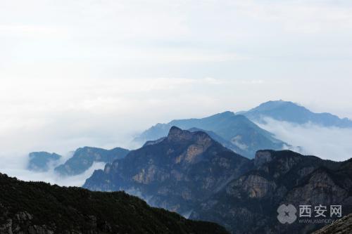 你不知道的陕西秦岭四宝