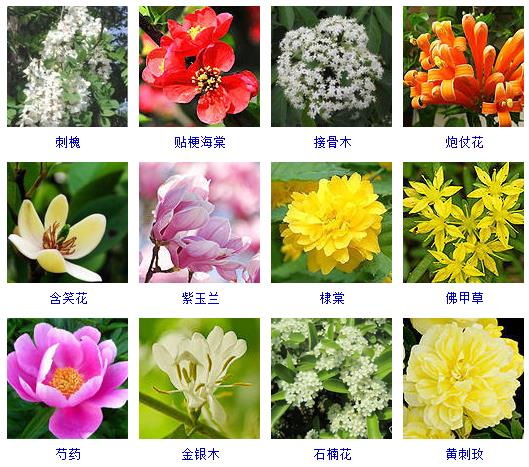 各种花的名称及颜色图片