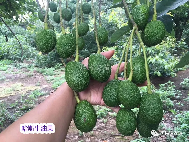 牛油果种植栽培管理技术