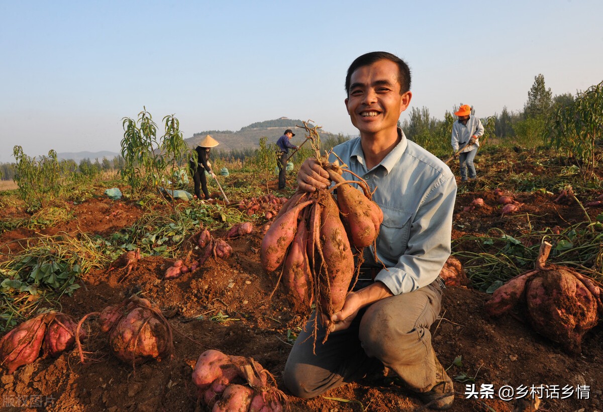 老爸种红薯常用四招，斜栽、摘心、灌缝和喷施，谁掌握谁受益