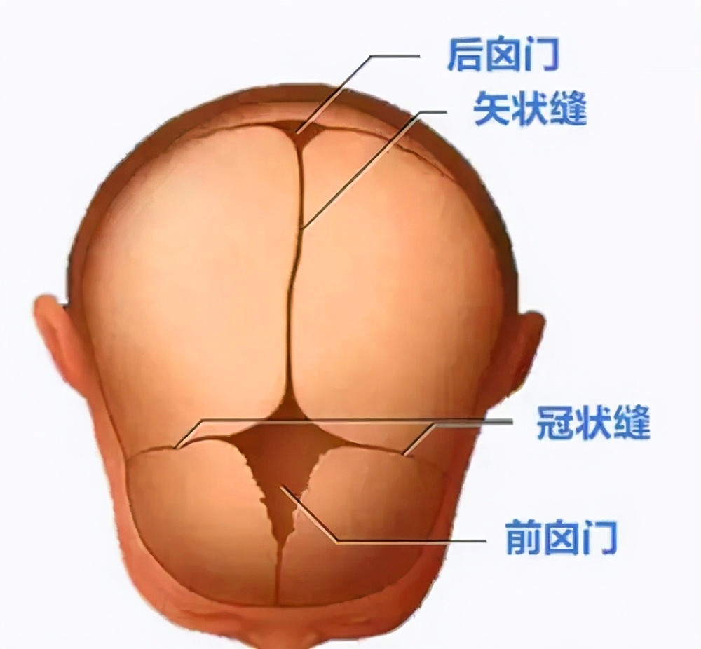 为什么动物生育后代那么轻松，人类分娩时却疼得撕心裂肺？