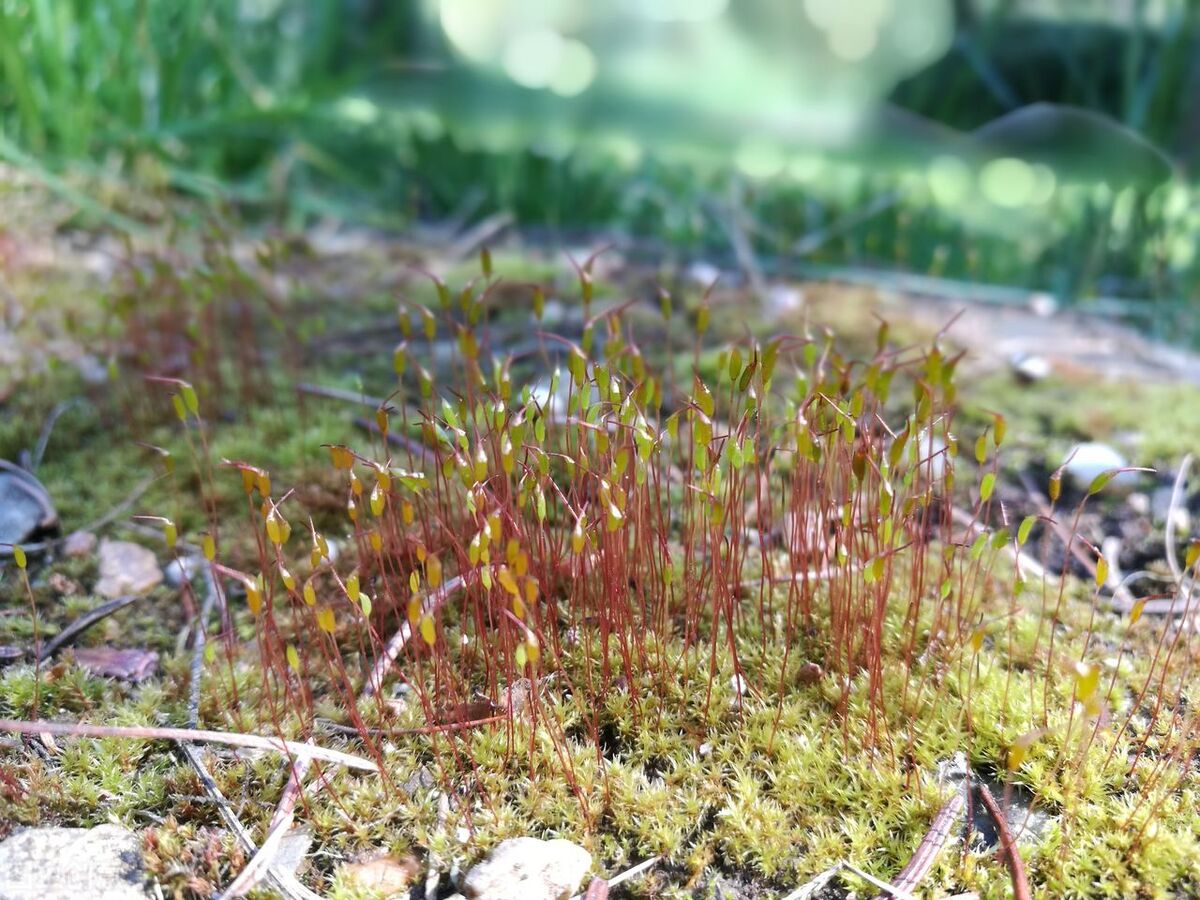 苔藓种植方法：4种措施，满足基本条件即可正常生长