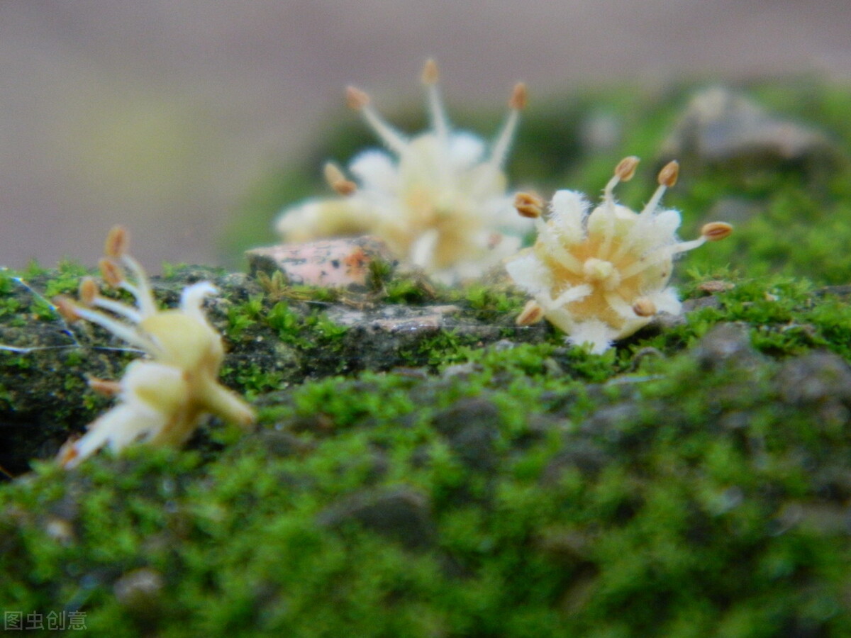 苔藓种植方法：4种措施，满足基本条件即可正常生长