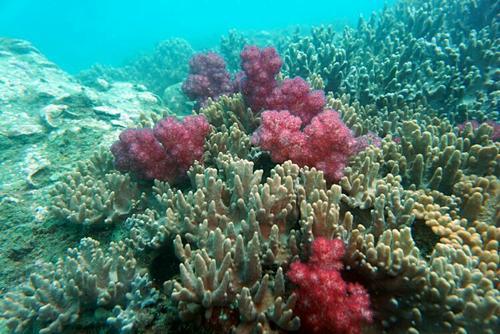 珊瑚礁，海底的“绿洲”，它是植物还是动物呢？