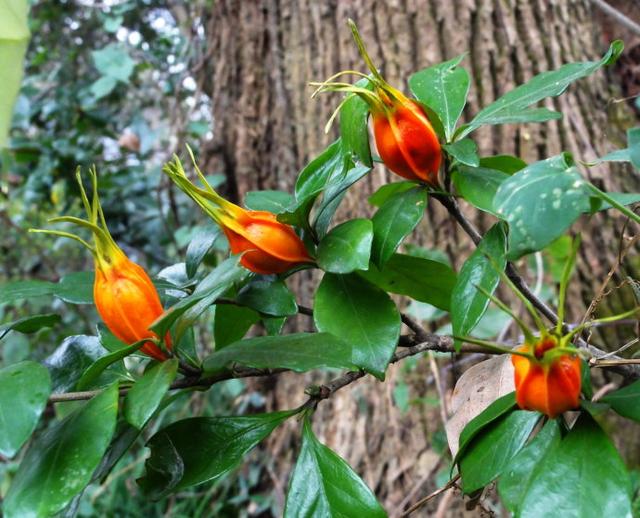 盘点大自然中的“天然三原色”染料植物