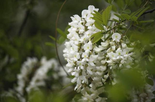 盘点大自然中的“天然三原色”染料植物