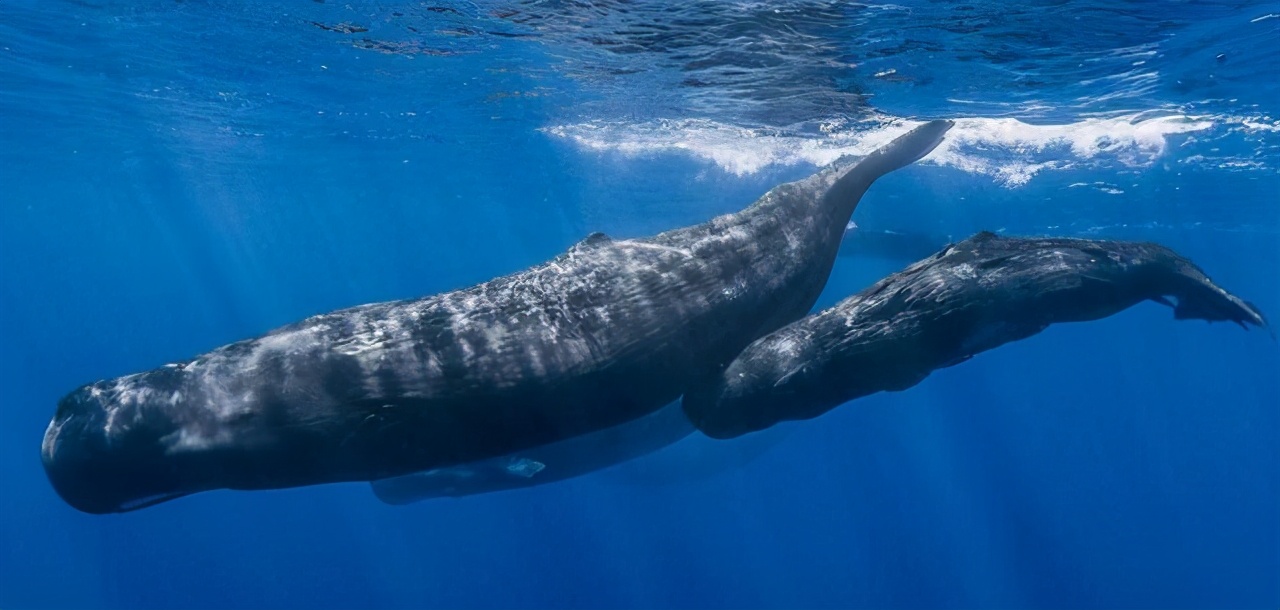 深海的“奇特”生物它们为什么都长得“奇形怪状”？