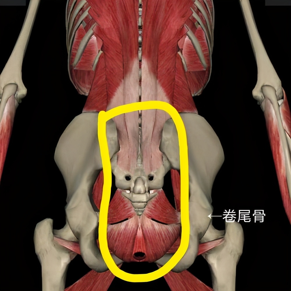 人类身体中基本“用不上”的一些部位