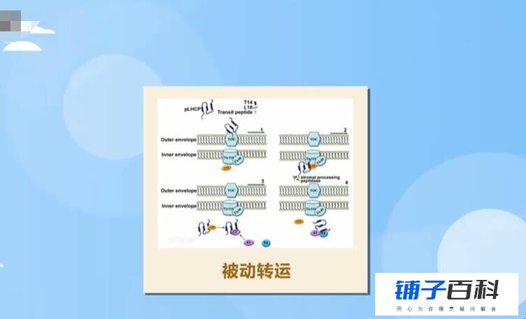 被动转运有哪些类型