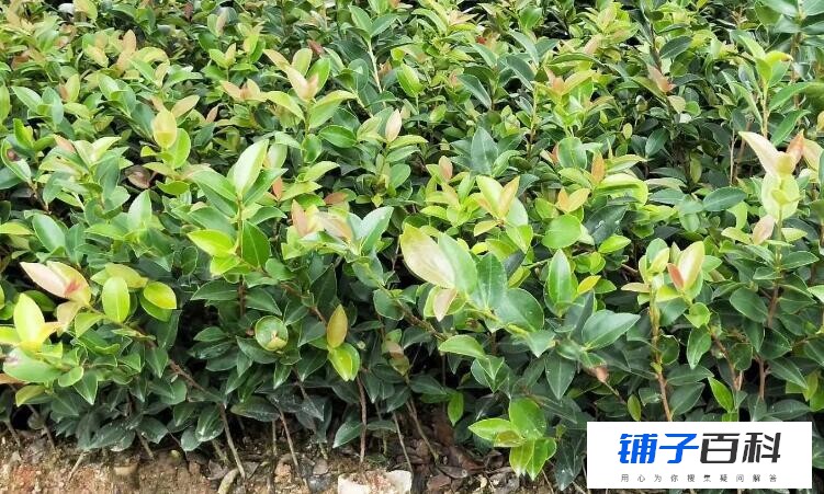 油茶苗有哪些品种