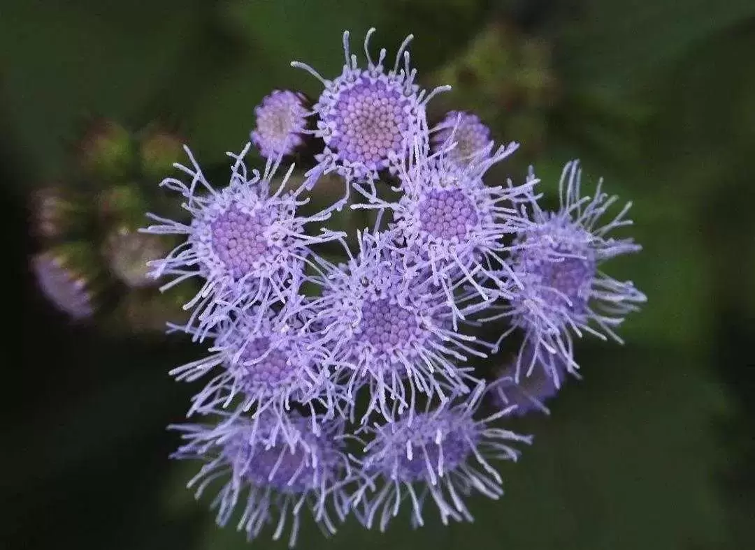 植物百科：藿香蓟