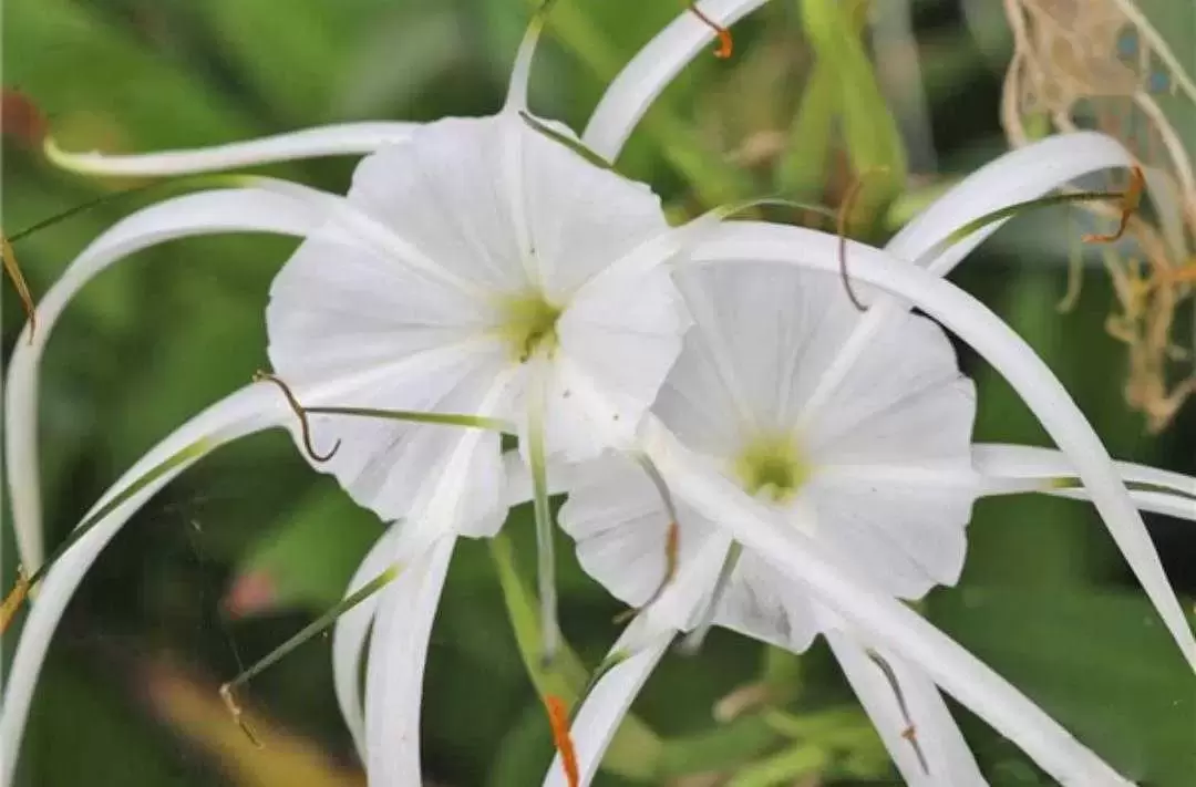 植物百科： 水鬼蕉