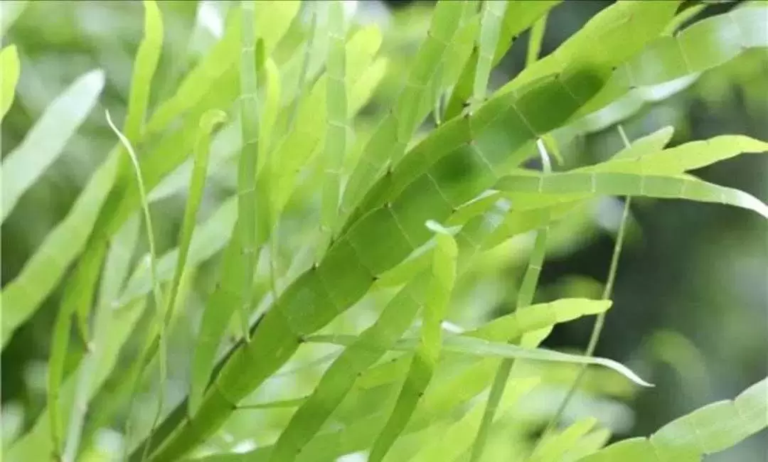 植物百科：竹节蓼