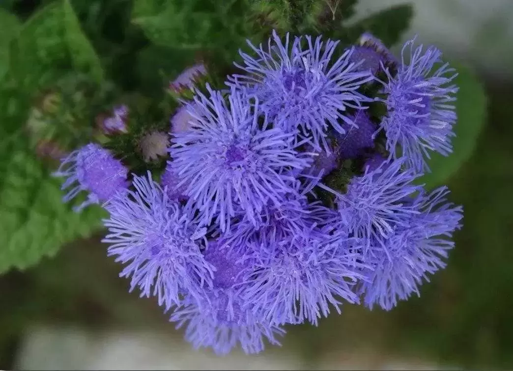 植物百科：藿香蓟