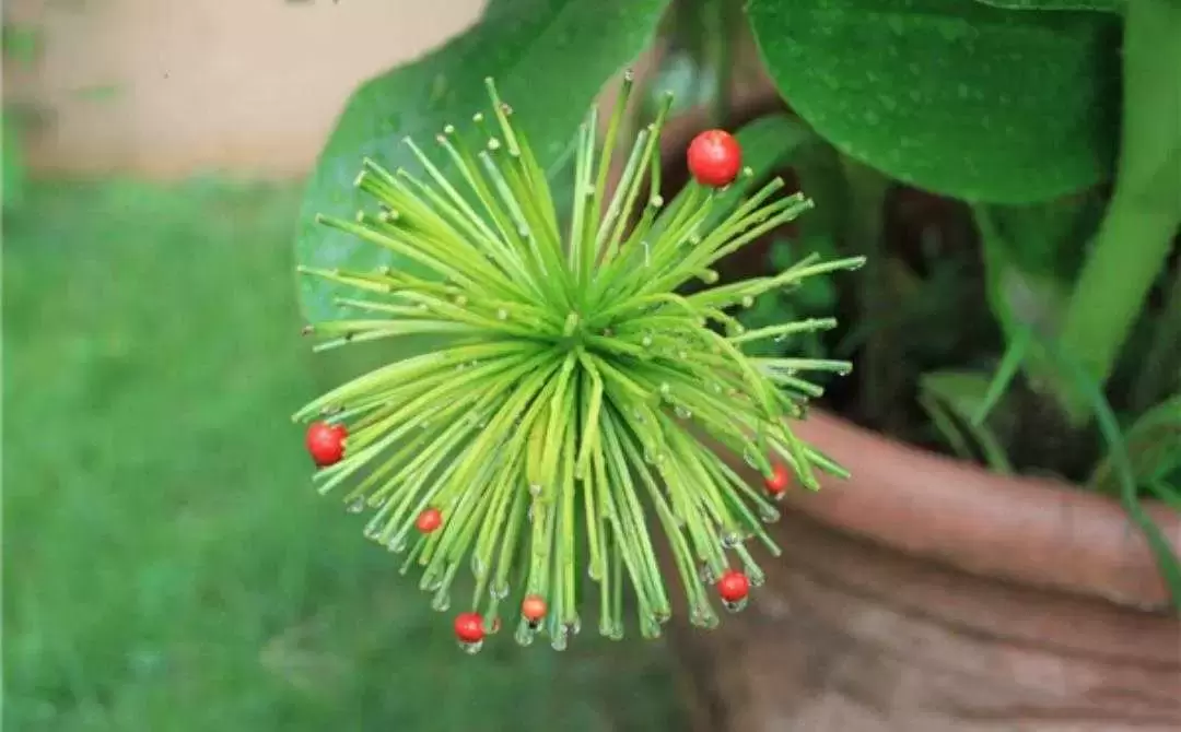 植物百科： 网球花