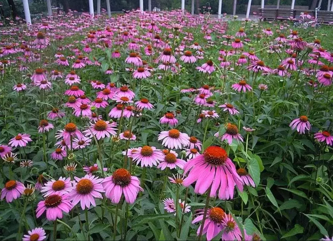 植物百科： 紫松果菊