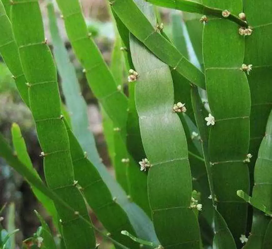 植物百科：竹节蓼