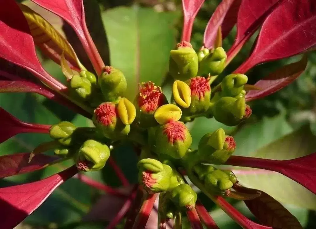 植物百科： 园林植物养护管理方法