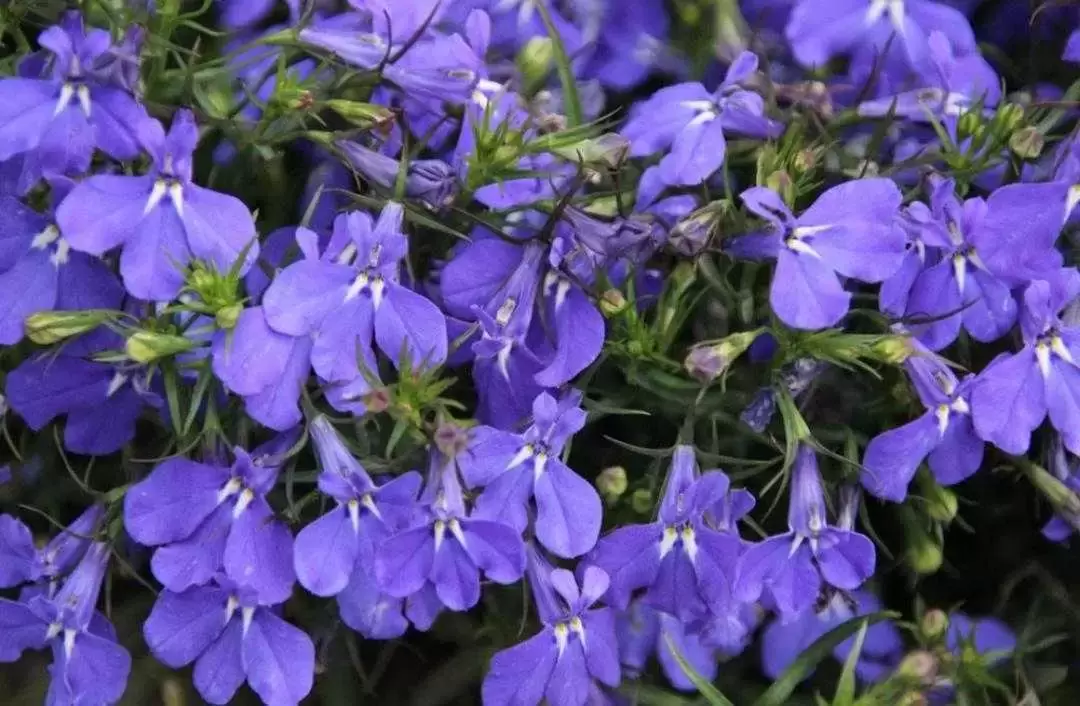 植物百科： 山梗菜(半边莲)