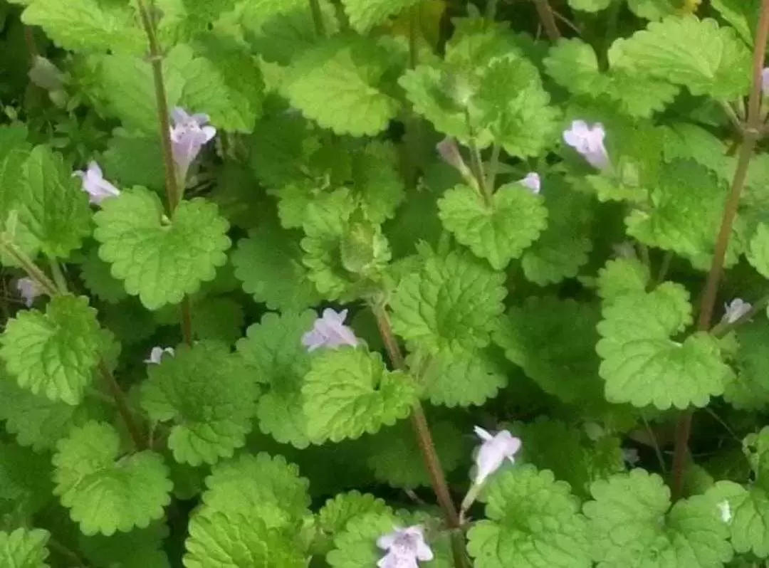 植物百科：活血丹