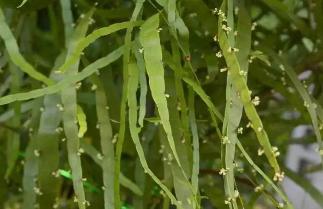 植物百科：竹节蓼