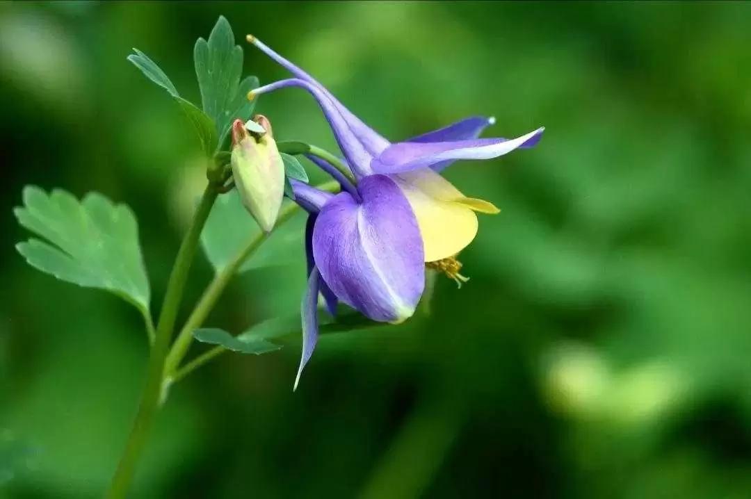 植物百科：耧斗菜