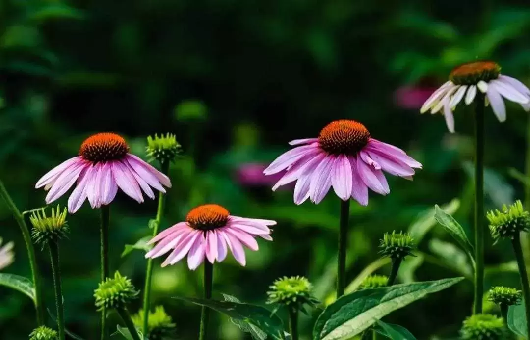 植物百科： 紫松果菊