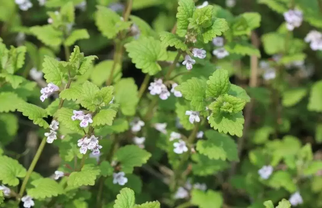 植物百科：活血丹