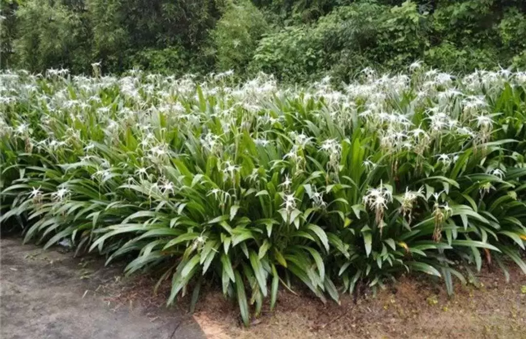 植物百科： 水鬼蕉