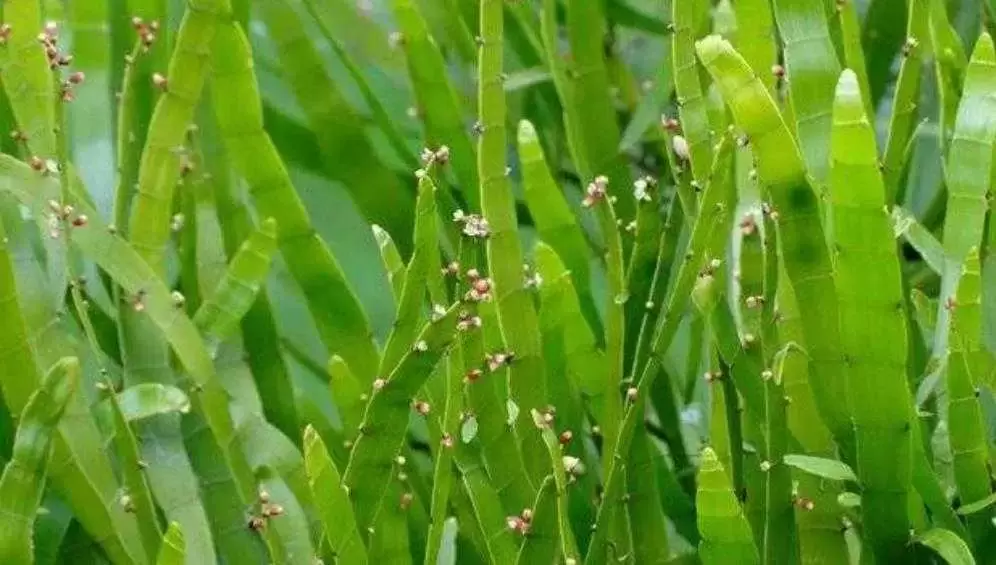 植物百科：竹节蓼