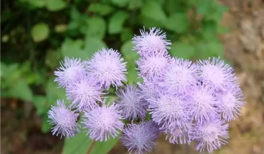 植物百科：藿香蓟