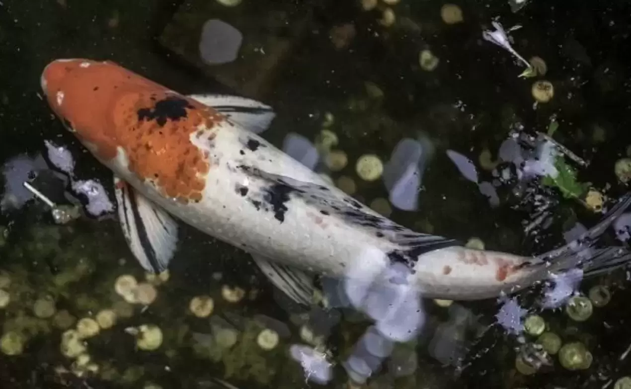 那些地球上最长寿的生物