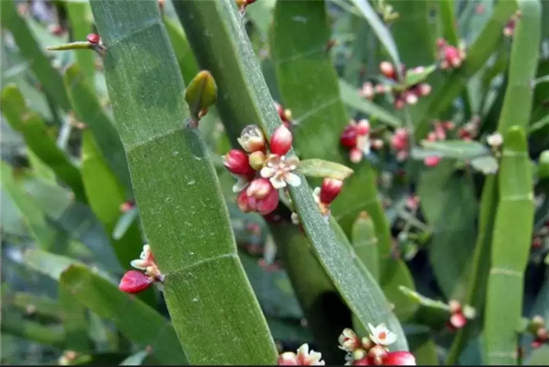 植物百科：竹节蓼