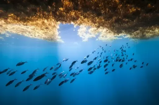 没有海岸的海？大西洋坟场？马尾藻海是怎样的神奇之地