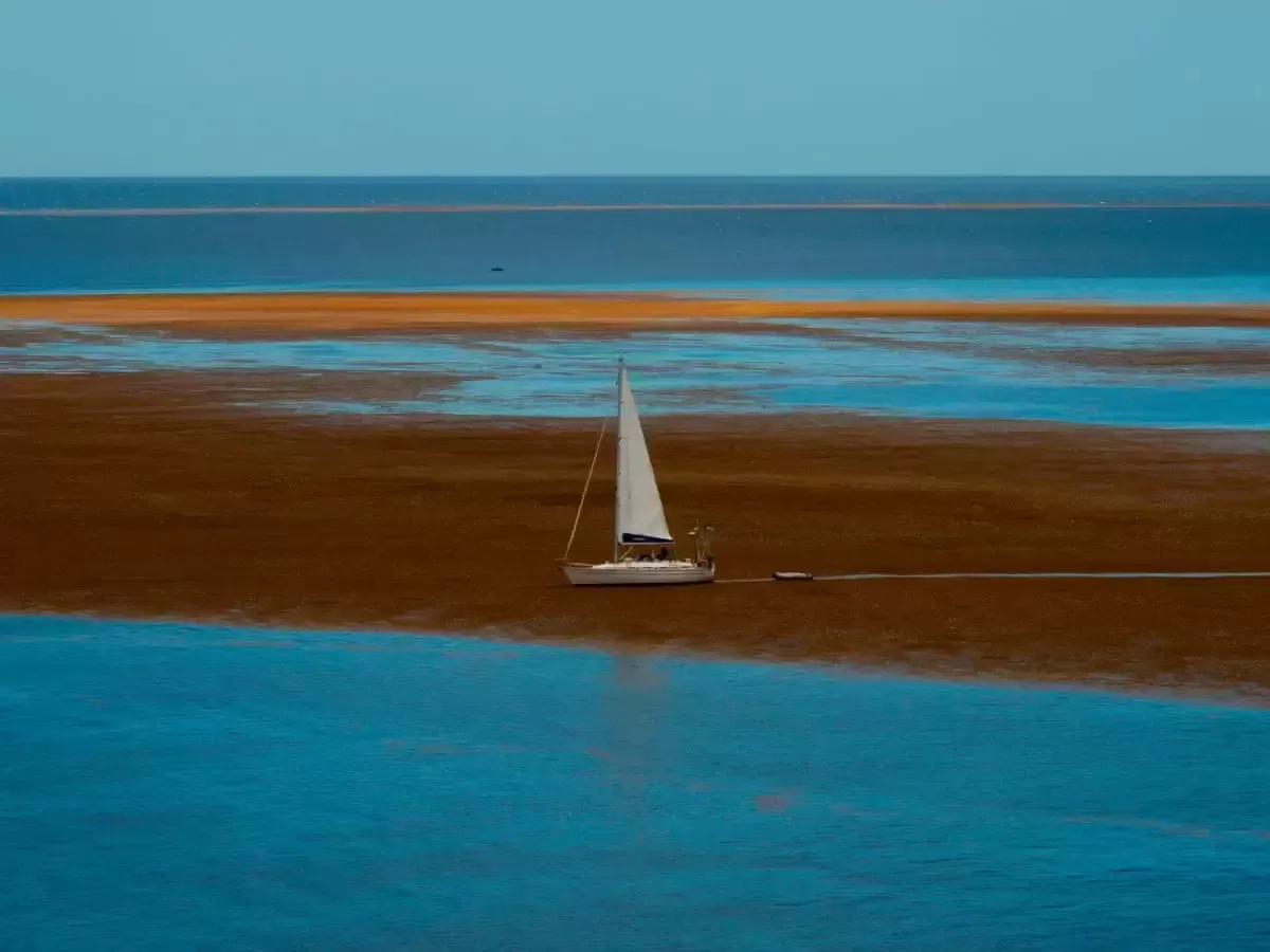 没有海岸的海？大西洋坟场？马尾藻海是怎样的神奇之地